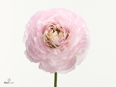 Ranunculus asiaticus Romance Supreme Light Pink