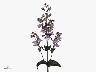 Penstemon digitalis 'Evi'