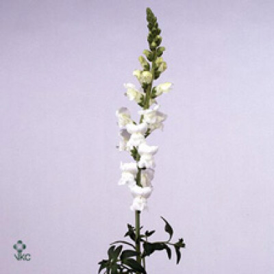 Antirrhinum majus 'Maryland White'