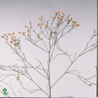 Limonium sinense China Pink