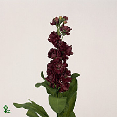 Matthiola incana 'Carmen Cassis'