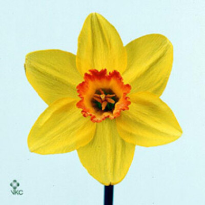 Narcissus (Large-cupped Grp) 'Pinza'