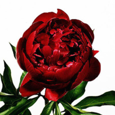 Paeonia (Lactiflora Grp) 'Peter Brand'