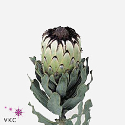 Protea magnifica 'Niobe'