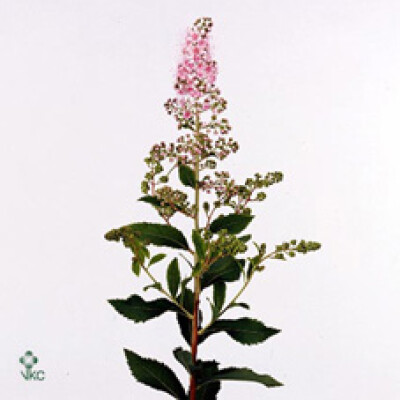 Spiraea salicifolia Magical Pink Innocence