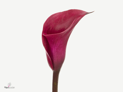 Zantedeschia 'Vino Rosso'