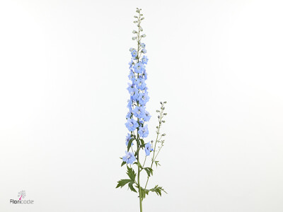 Delphinium dubbelbloemig (Elatum Grp) 'Dewi Ice Blue'