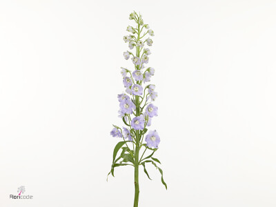 Delphinium dubbelbloemig 'Triton Lavender'
