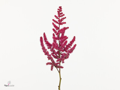 Astilbe Cardinal