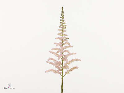 Astilbe Satin Pearls
