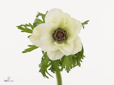 Anemone coronaria 'Mistral Rosa Chiaro'