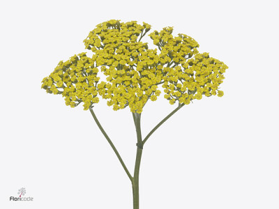 Achillea 'Sassy Summer Lemon'