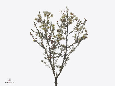 Chamelaucium uncinatum 'Yarden'
