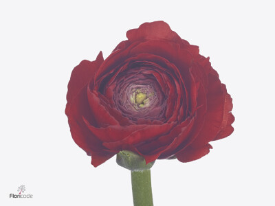 Ranunculus asiaticus Success Corazon