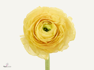 Ranunculus asiaticus 'Real Banana'