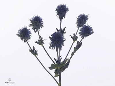 Eryngium planum Scorpius Questar
