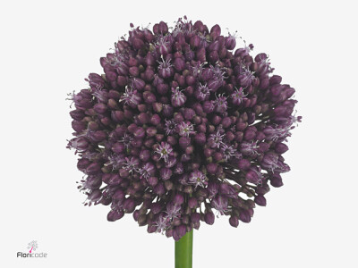 Allium ampeloprasum 'Purple Mystery'