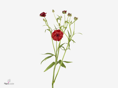 Ranunculus Natura Moderna Passione