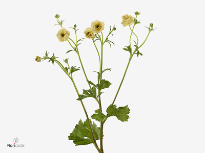 Ranunculus Natura Moderna Cappuccino