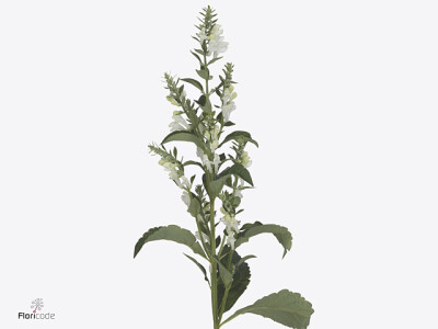 Scutellaria incana 'Periwinkle'