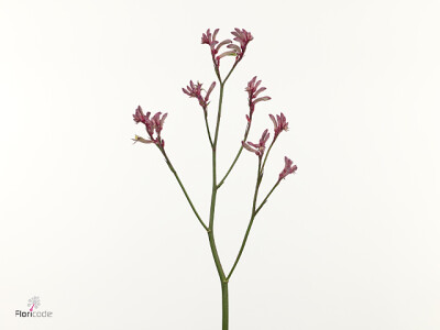 Anigozanthos Bush Princess