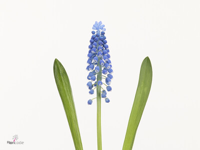 Muscari 'Blue Moon'