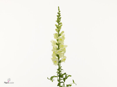 Antirrhinum majus 'Toulon Lemon'