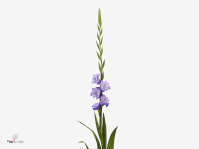 Gladiolus (Large-flowered Grp) 'Mauve Muse'