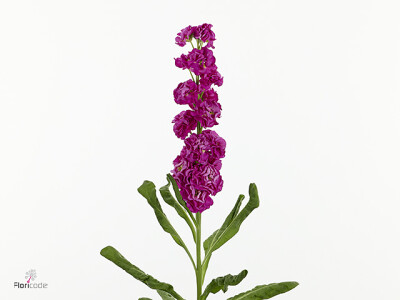 Matthiola incana Stox Rose