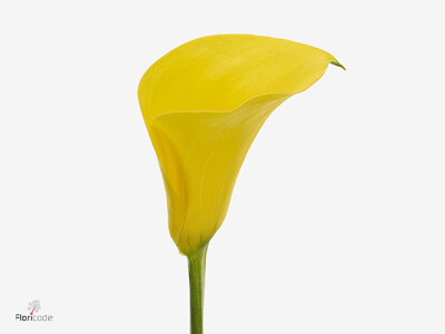 Zantedeschia 'Yellow design'