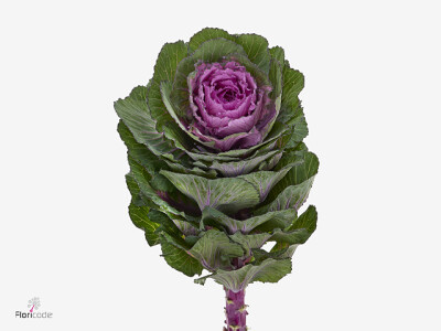 Brassica oleracea 'Elmia Prum'